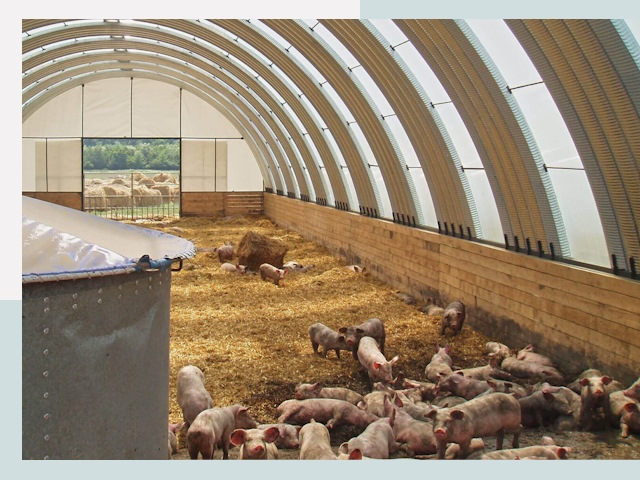 Строительство свинарников в Северодвинске